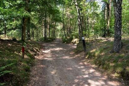 Een wandelpad in het bos met rode mijnsteen.