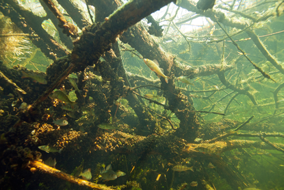 Onder water zwemt een school vissen langs waterplanten.